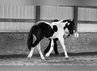Friesian horses, Gelding, 5 years, 16.3 hh, Black