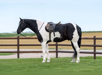 Friesian horses, Gelding, 5 years, 16.3 hh, Black
