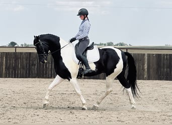 Friesian horses, Gelding, 5 years, 16.3 hh, Black