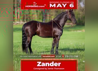 Friesian horses, Gelding, 7 years, 15.2 hh, Black