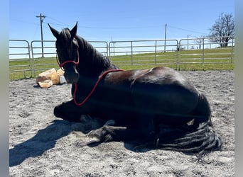 Friesian horses, Gelding, 7 years, 15.2 hh, Black