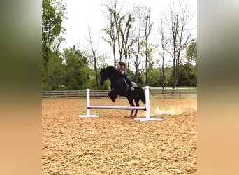 Friesian horses, Gelding, 7 years, 15.2 hh, Black