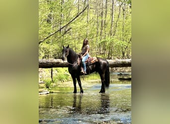 Friesian horses, Gelding, 7 years, 15.2 hh, Black