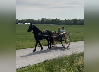 Friesian horses, Gelding, 7 years, 15.2 hh, Black