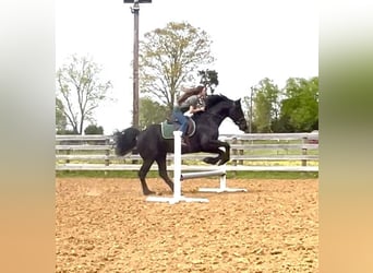 Friesian horses, Gelding, 7 years, 15.2 hh, Black