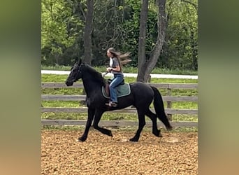 Friesian horses, Gelding, 7 years, 15.2 hh, Black