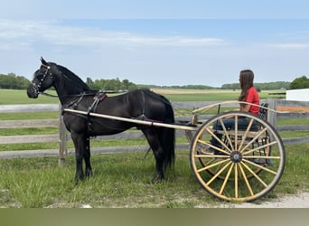 Friesian horses, Gelding, 7 years, 15.2 hh, Black