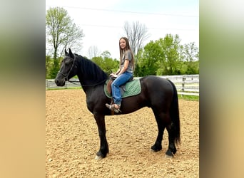 Friesian horses, Gelding, 7 years, 15.2 hh, Black
