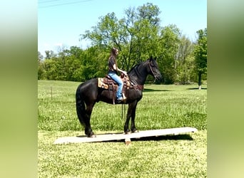 Friesian horses, Gelding, 7 years, 15.2 hh, Black