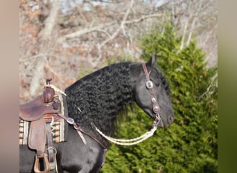 Friesian horses, Gelding, 7 years, 16.1 hh, Black