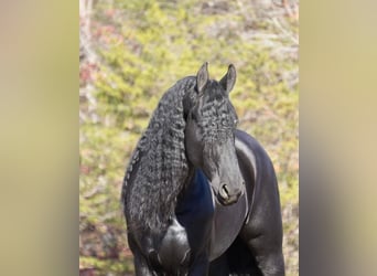 Friesian horses, Gelding, 7 years, 16.1 hh, Black