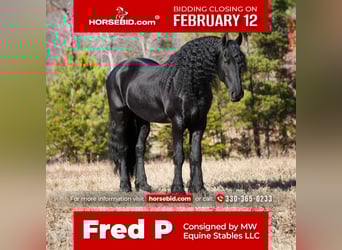 Friesian horses, Gelding, 7 years, 16.1 hh, Black