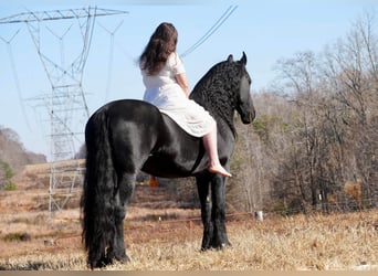 Friesian horses, Gelding, 7 years, 16.1 hh, Black
