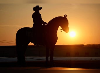 Friesian horses, Gelding, 7 years, 16.1 hh, Black