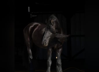 Friesian horses, Gelding, 7 years, 16.1 hh, Black