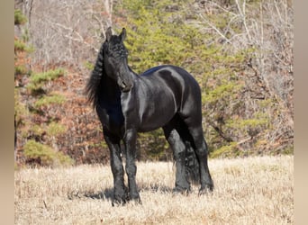 Friesian horses, Gelding, 7 years, 16.1 hh, Black