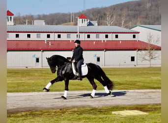 Friesian horses, Gelding, 7 years, 16.1 hh, Black