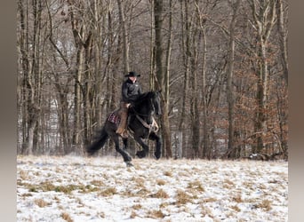 Friesian horses, Gelding, 7 years, 16.1 hh, Black