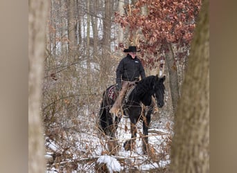 Friesian horses, Gelding, 7 years, 16.1 hh, Black