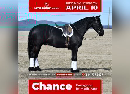 Friesian horses, Gelding, 7 years, 16 hh, Black