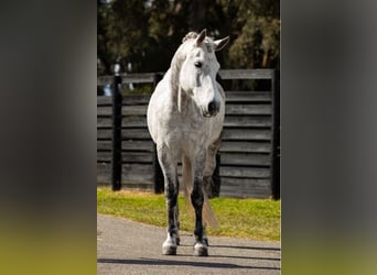 Friesian horses, Gelding, 9 years, 16.1 hh, Gray