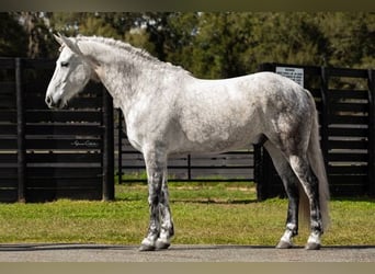Friesian horses, Gelding, 9 years, 16.1 hh, Gray