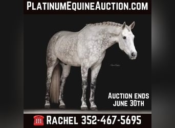 Friesian horses, Gelding, 9 years, 16.1 hh, Gray