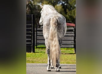 Friesian horses, Gelding, 9 years, 16.1 hh, Gray