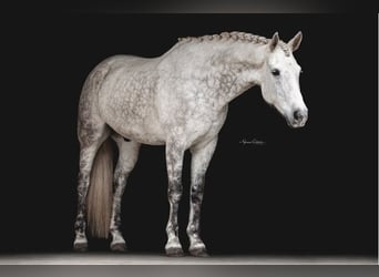 Friesian horses, Gelding, 9 years, 16.1 hh, Gray