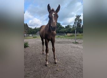 German Riding Horse, Stallion, Foal (04/2024), 16.2 hh, Chestnut