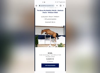 German Riding Horse, Stallion, Foal (04/2024), 16.2 hh, Chestnut