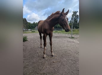 German Riding Horse, Stallion, Foal (04/2024), 16.2 hh, Chestnut