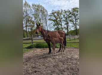 German Riding Horse, Stallion, Foal (04/2024), 16.2 hh, Chestnut