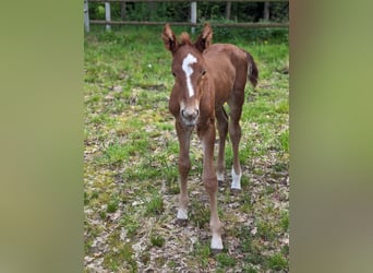 German Riding Horse, Stallion, Foal (04/2024), 16.2 hh, Chestnut