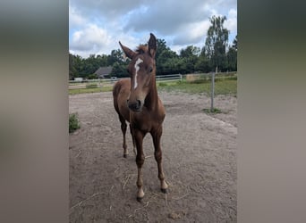German Riding Horse, Stallion, Foal (04/2024), 16.2 hh, Chestnut