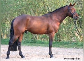 German Riding Pony, Stallion, 17 years, 14.2 hh, Brown