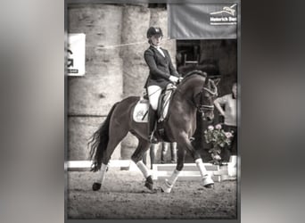 German Riding Pony, Stallion, 17 years, 14.2 hh, Brown