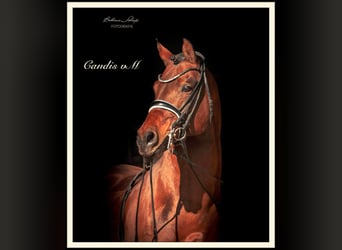 German Riding Pony, Stallion, 17 years, 14.2 hh, Brown
