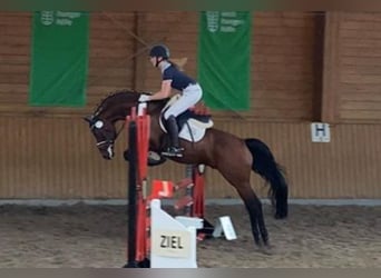 German Riding Pony, Stallion, 17 years, 14.2 hh, Brown