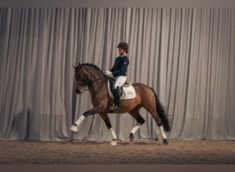 German Riding Pony, Stallion, 17 years, 14.2 hh, Brown
