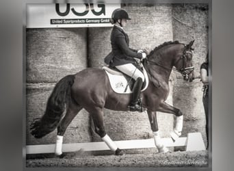 German Riding Pony, Stallion, 17 years, 14.2 hh, Brown