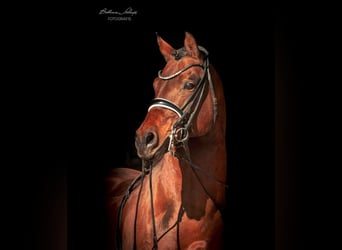 German Riding Pony, Stallion, 17 years, 14.2 hh, Brown