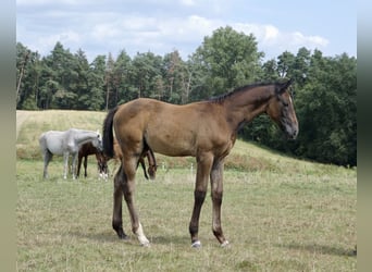 German Sport Horse, Stallion, Foal (05/2024), 16.2 hh, Gray