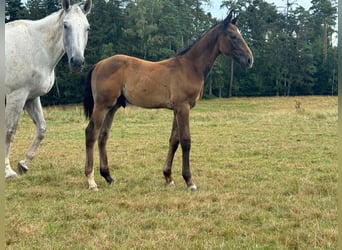 German Sport Horse, Stallion, Foal (05/2024), 16.2 hh, Gray
