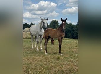 German Sport Horse, Stallion, Foal (05/2024), 16.2 hh, Gray