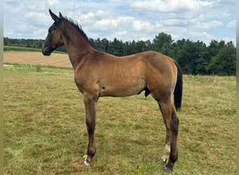 German Sport Horse, Stallion, Foal (05/2024), 16.2 hh, Gray