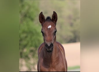 German Sport Horse, Stallion, Foal (04/2024), Bay-Dark