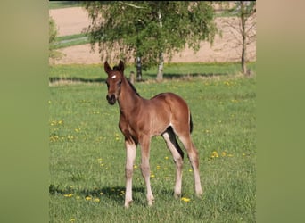 German Sport Horse, Stallion, Foal (04/2024), Bay-Dark