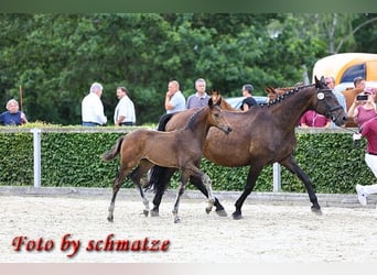 German Sport Horse, Stallion, Foal (04/2024), Bay-Dark