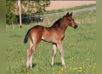 German Sport Horse, Stallion, Foal (04/2024), Bay-Dark